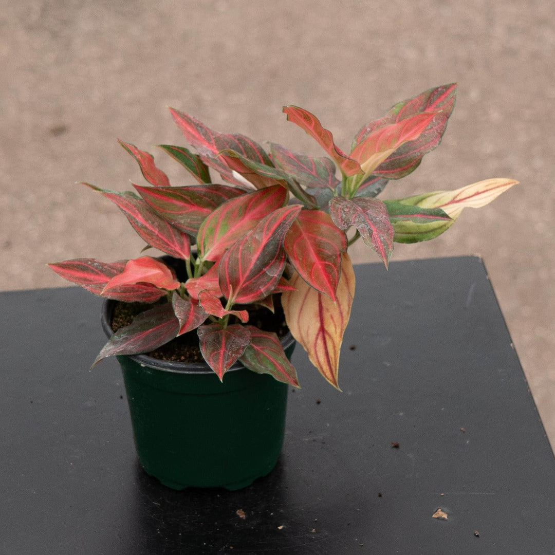 Gabriella Plants Aglaonema 4" Aglaonema 'Red Vein'