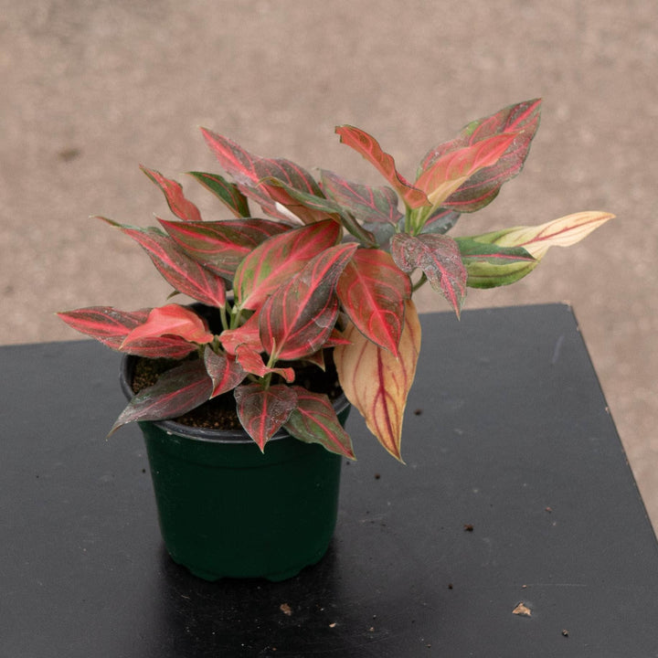 Gabriella Plants Aglaonema 4" Aglaonema &