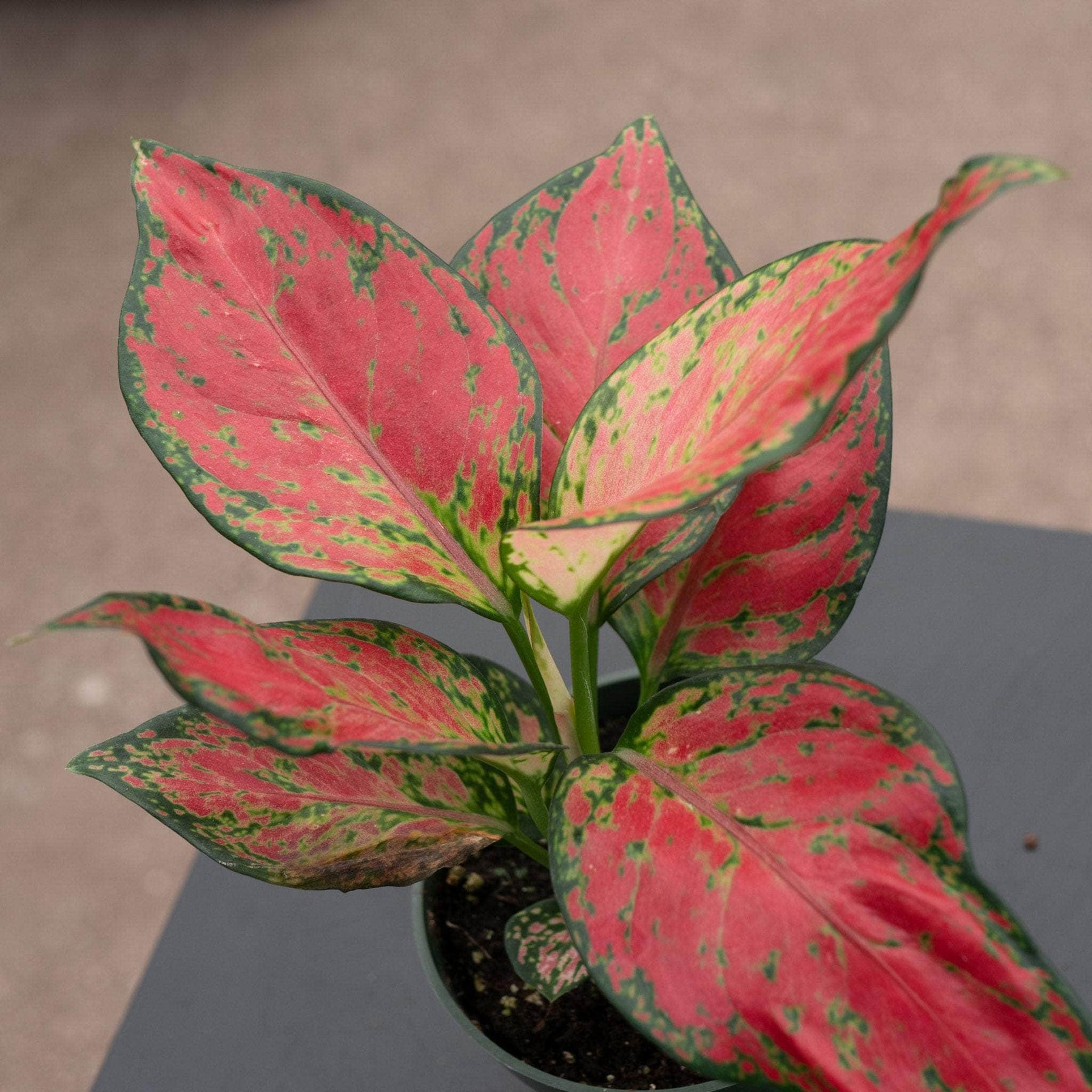 aglaonema rich red Aglaonema 'Rich Red'