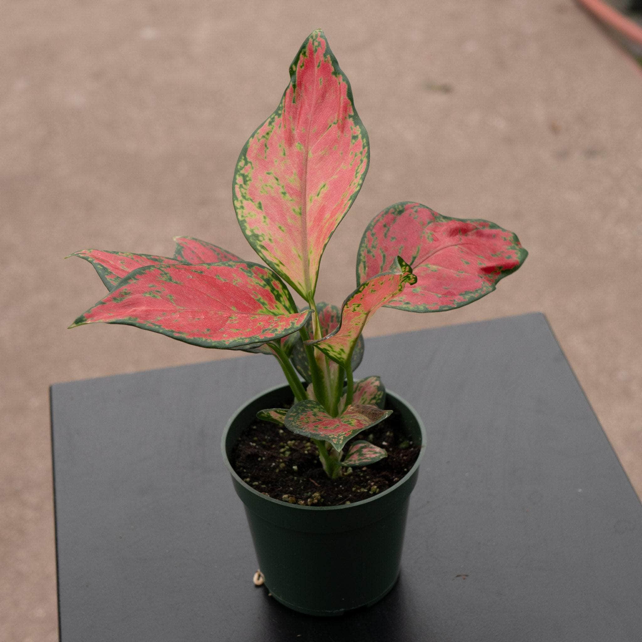 aglaonema mn rhod Aglaonema 'Rich Red'
