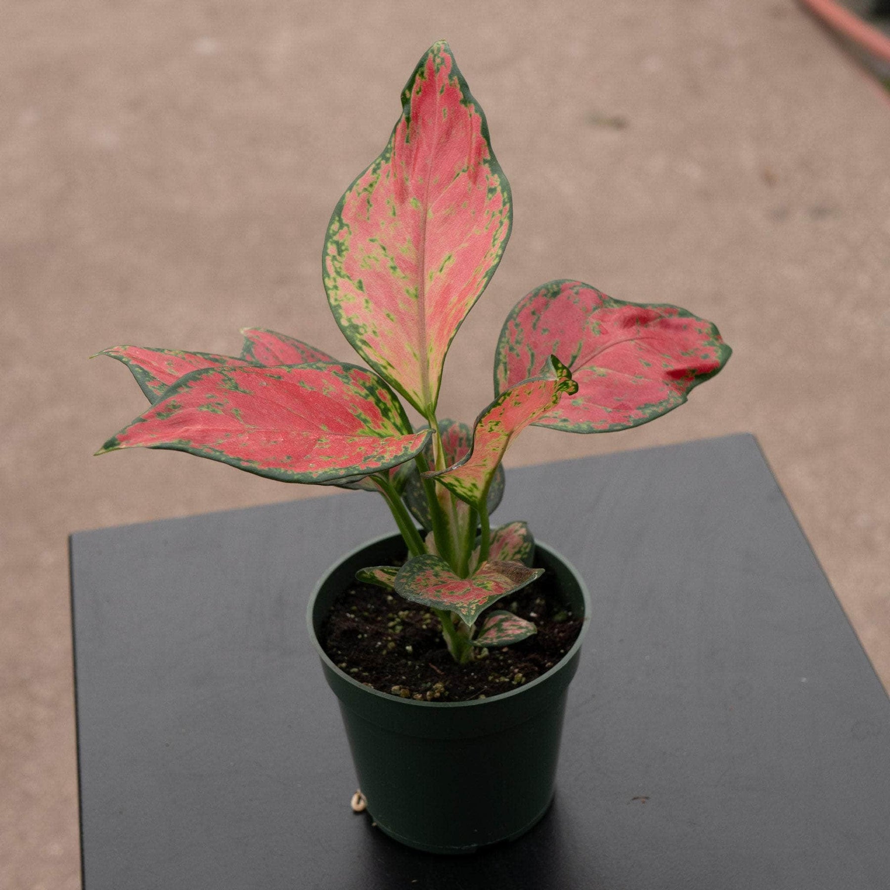 aglaonema giftig Aglaonema 'Rich Red'