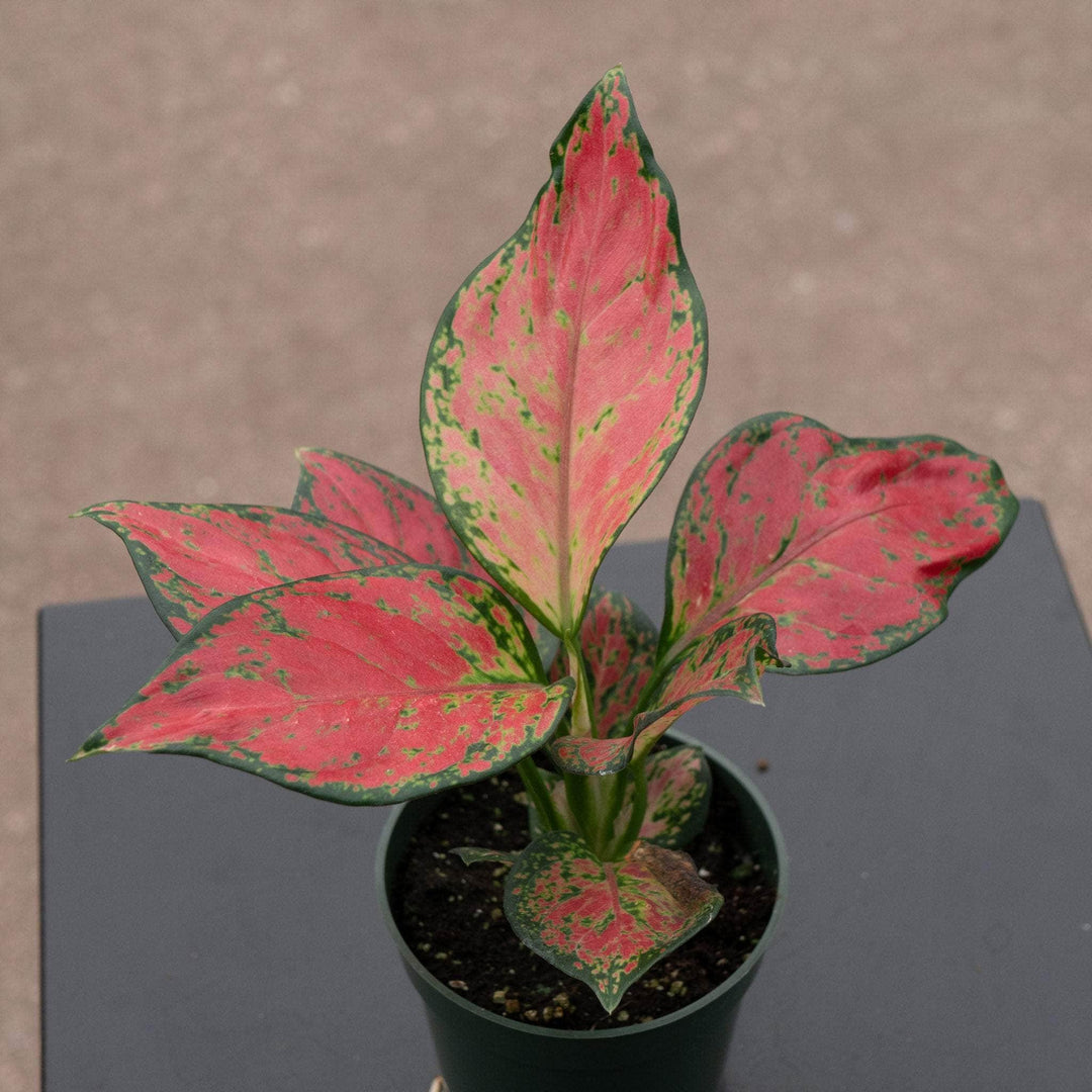 aglaonema red cherry Aglaonema 'Rich Red'