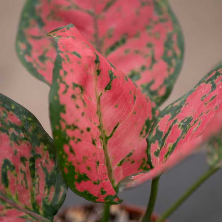 Gabriella Plants Aglaonema 4" Aglaonema 'Ruby Ray'