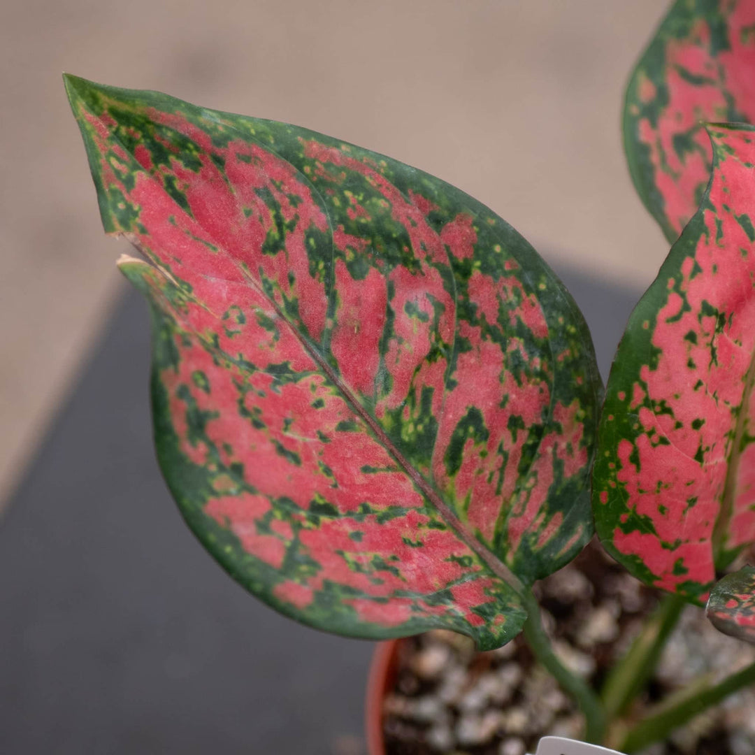 aglaonema pink ruby Aglaonema 'Ruby Ray'