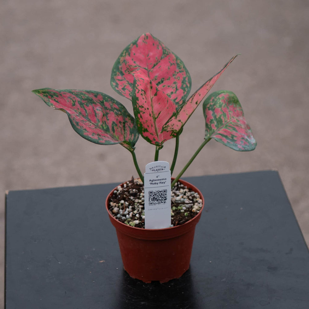 Gabriella Plants Aglaonema 4" Aglaonema 'Ruby Ray'