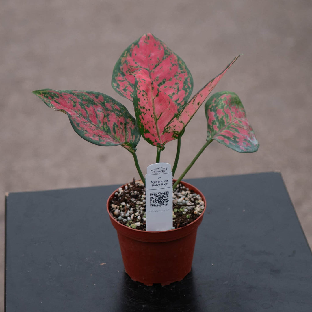 Gabriella Plants Aglaonema 4" Aglaonema 'Ruby Ray'