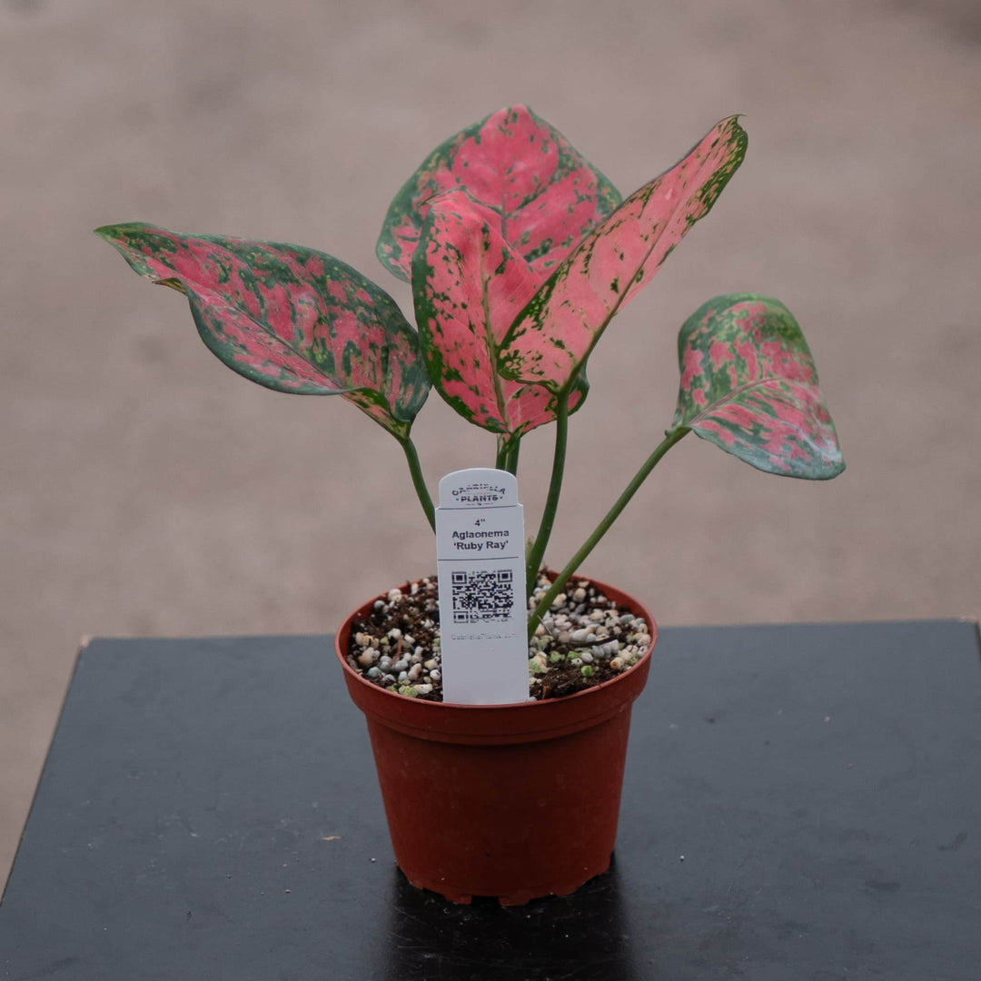 Gabriella Plants Aglaonema 4" Aglaonema 'Ruby Ray'