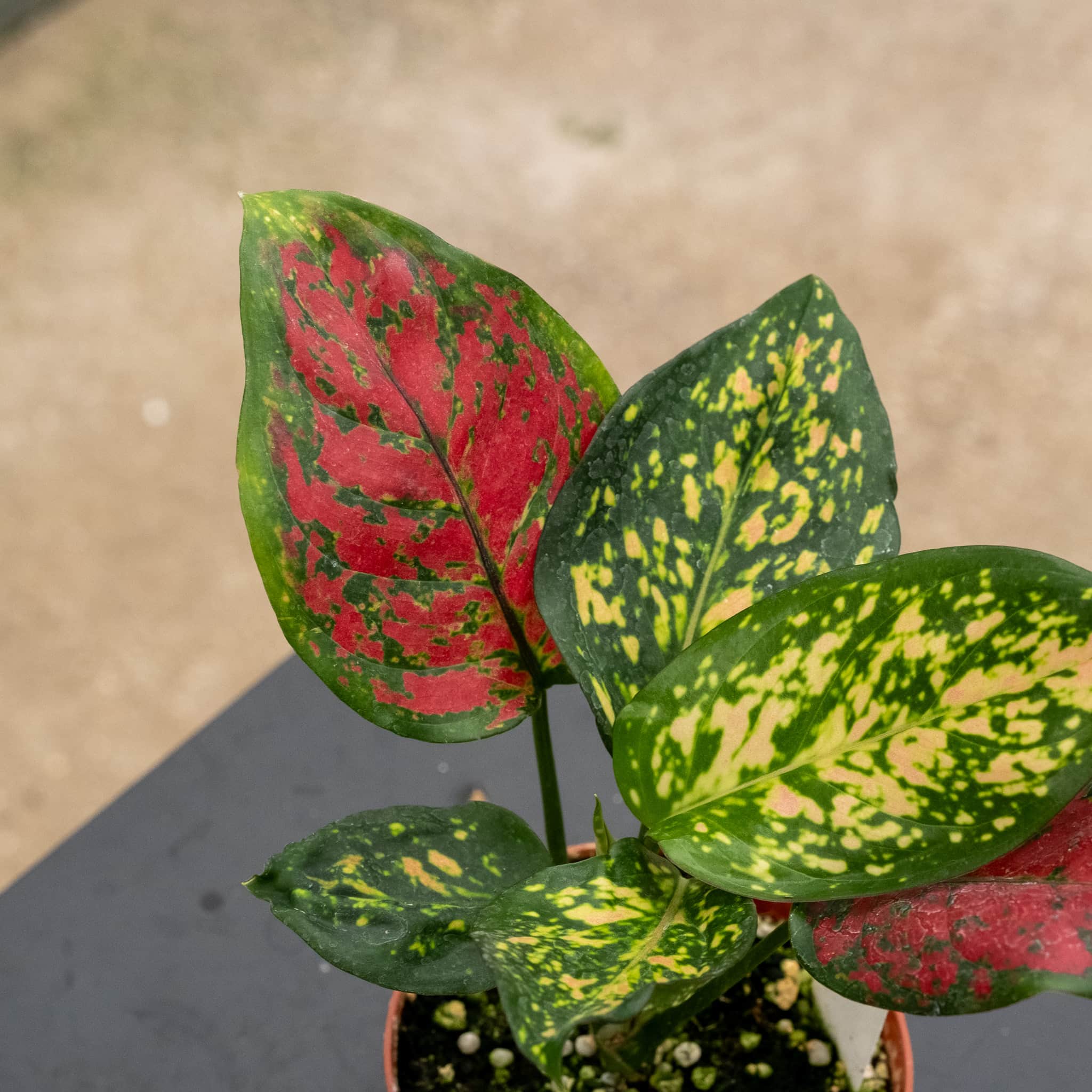 Gabriella Plants Aglaonema Ruby Ray - Thumbnail 2
