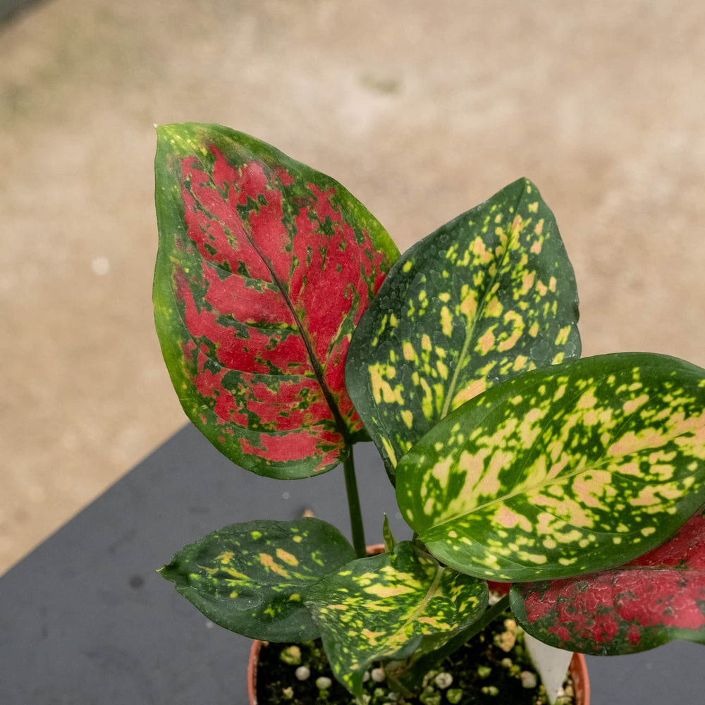 Gabriella Plants Aglaonema 4" Aglaonema 'Ruby Ray'