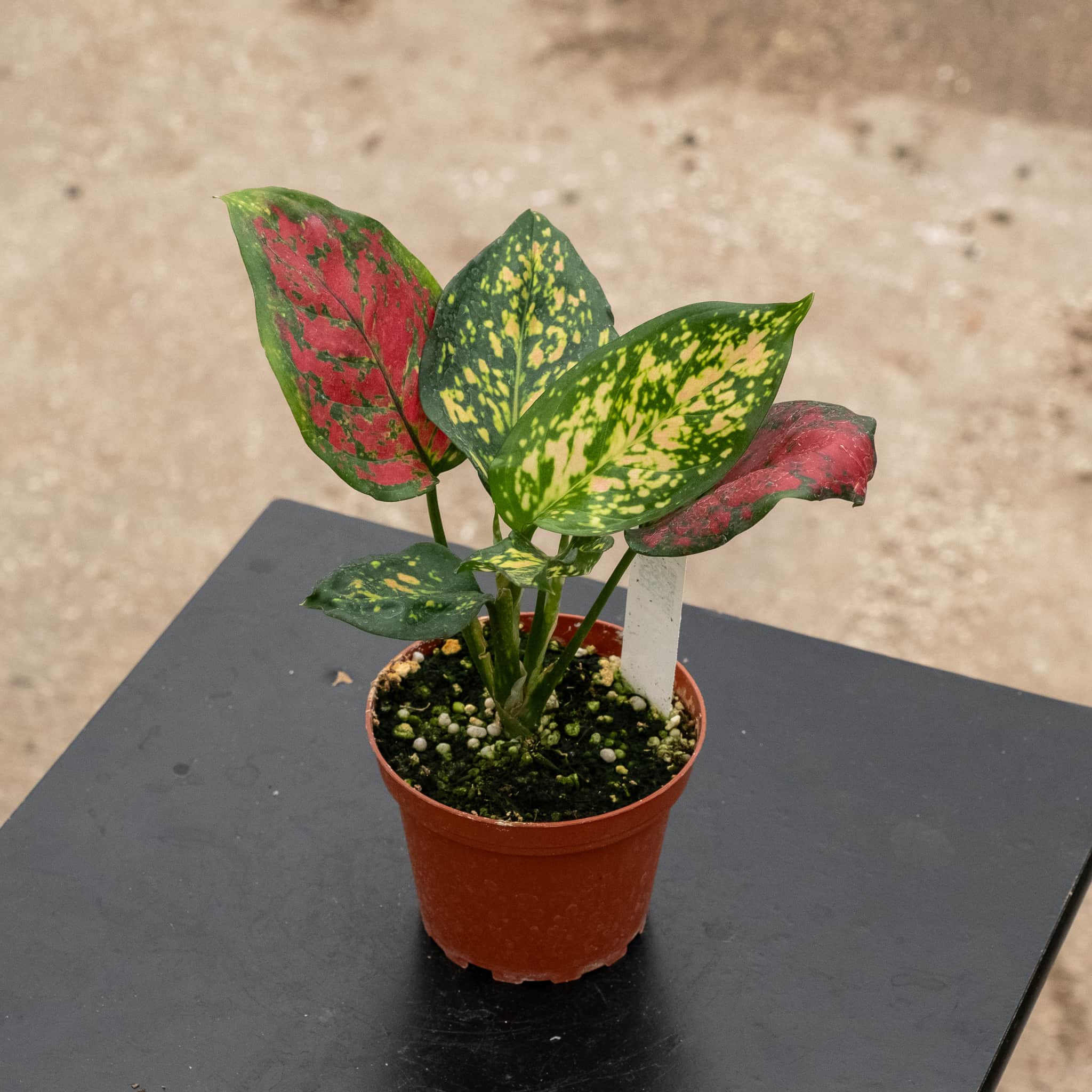 aglaonema reflector Aglaonema 'Ruby Ray'