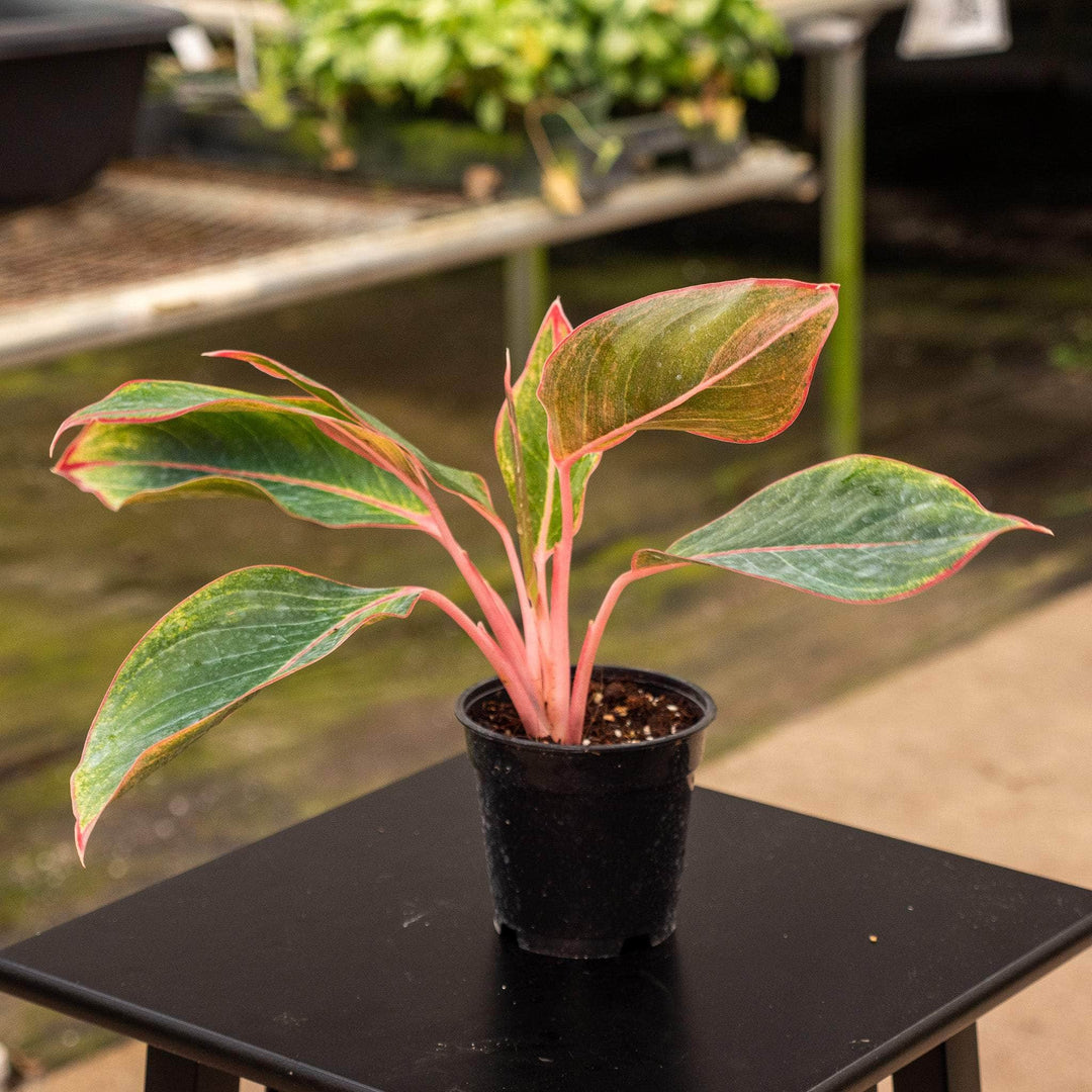 aglaonema susane Aglaonema 'Sapphire Suzanne'