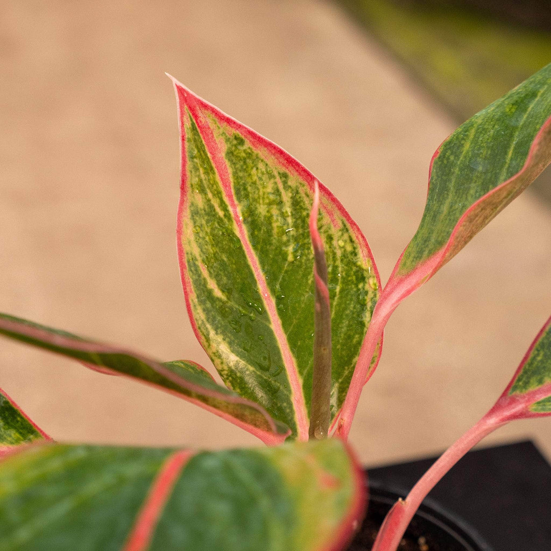 aglaonema narrow spinel Aglaonema 'Sapphire Suzanne'