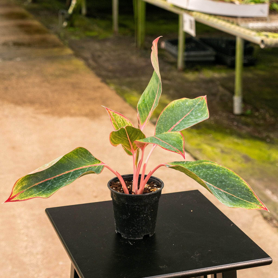 aglaonema jazz series Aglaonema 'Sapphire Suzanne'