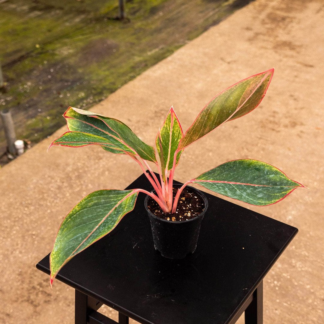 aglaonema narrow spinel Aglaonema 'Sapphire Suzanne'
