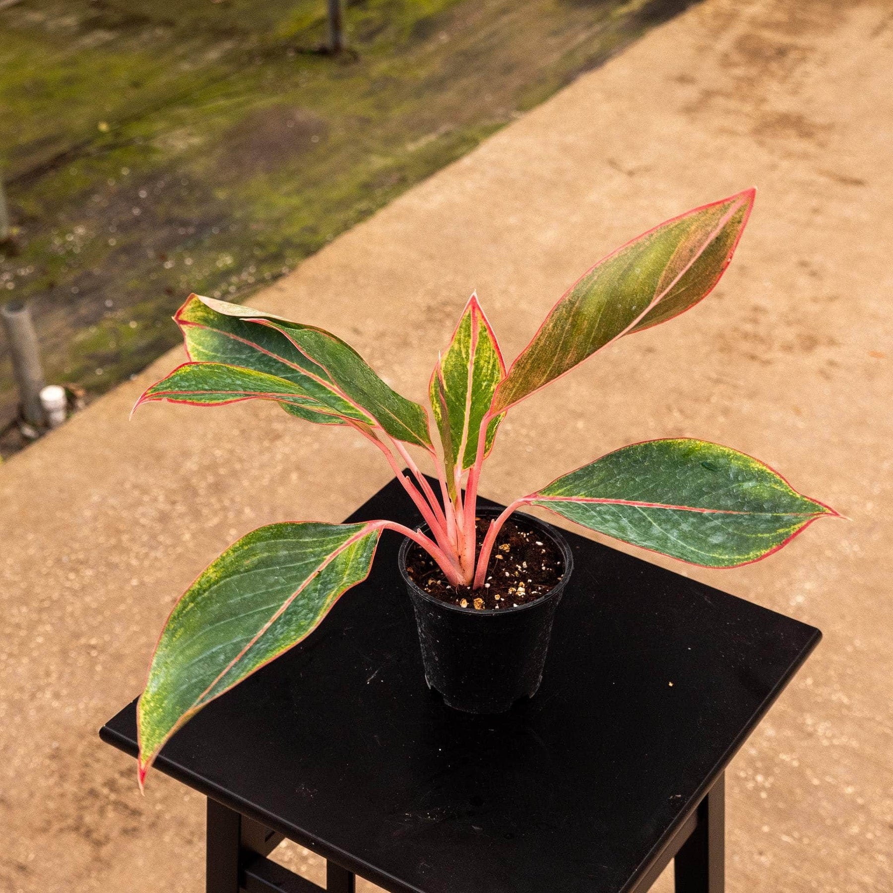 aglaonema saphire Aglaonema 'Sapphire Suzanne'