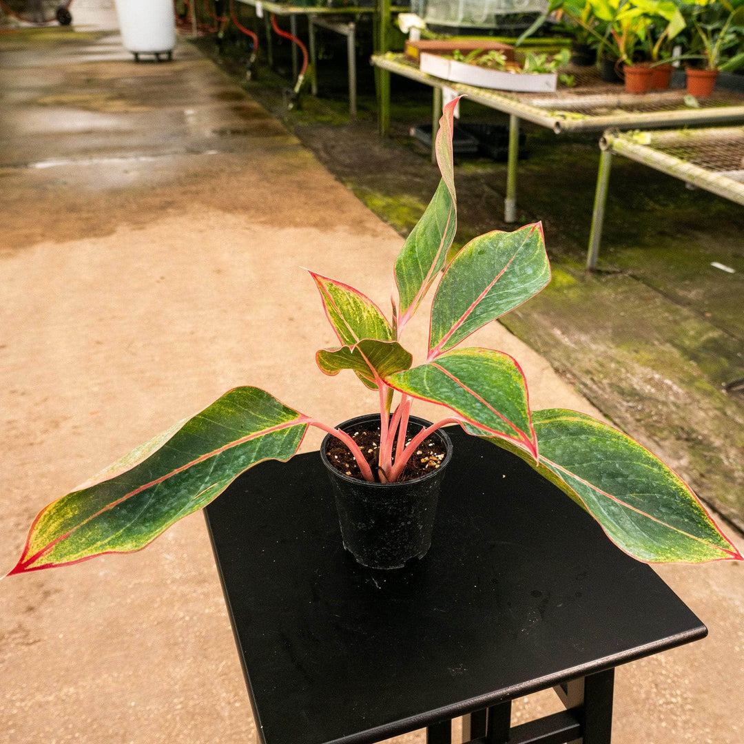 aglaonema pink sapphire Aglaonema 'Sapphire Suzanne'