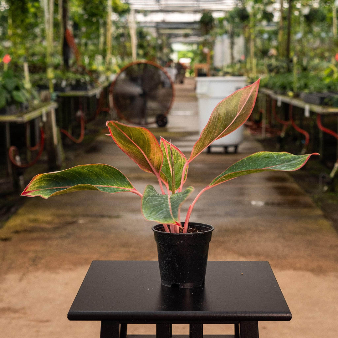 aglaonema sapphire Aglaonema 'Sapphire Suzanne'