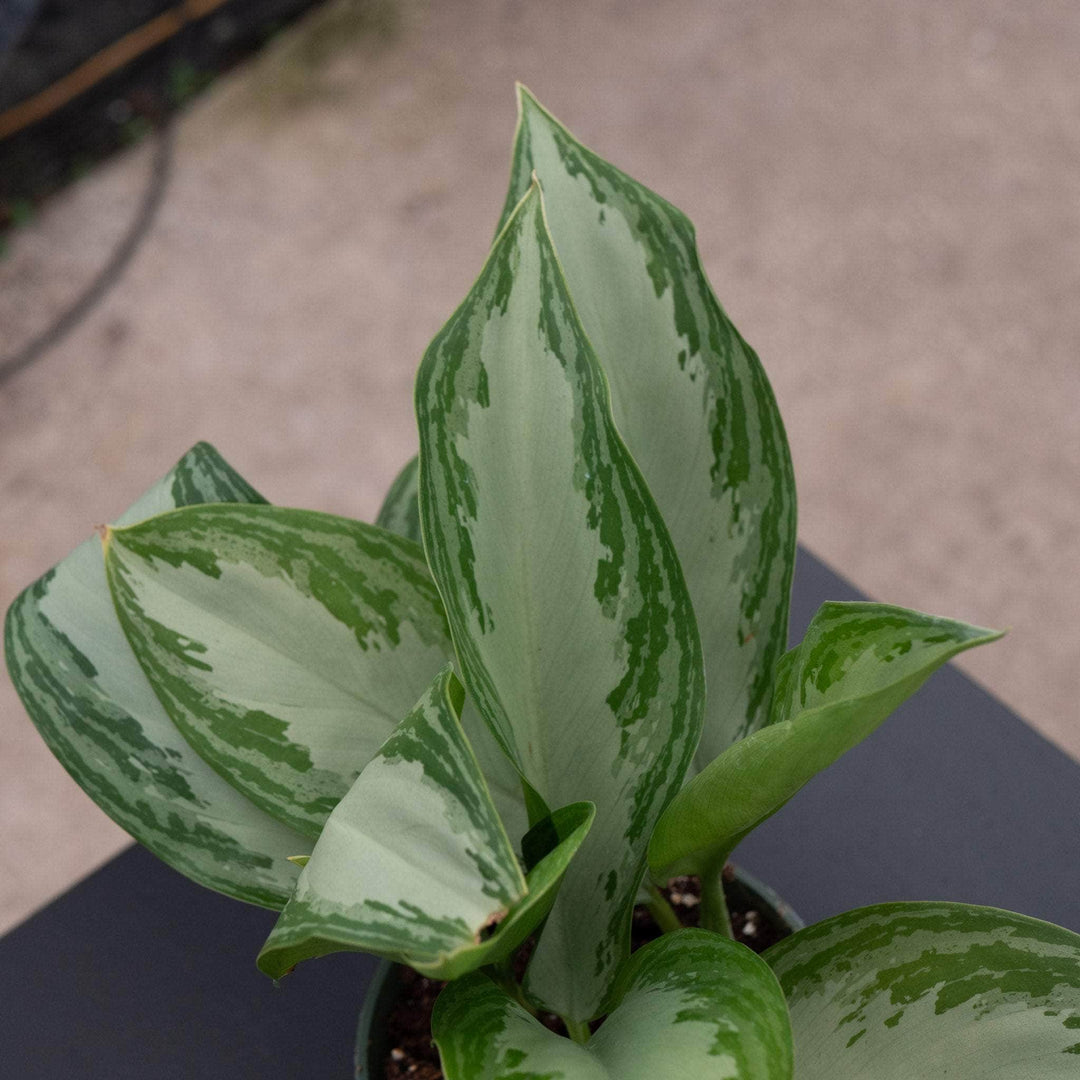 aglaonema mini silver Aglaonema 'Silver Bay'