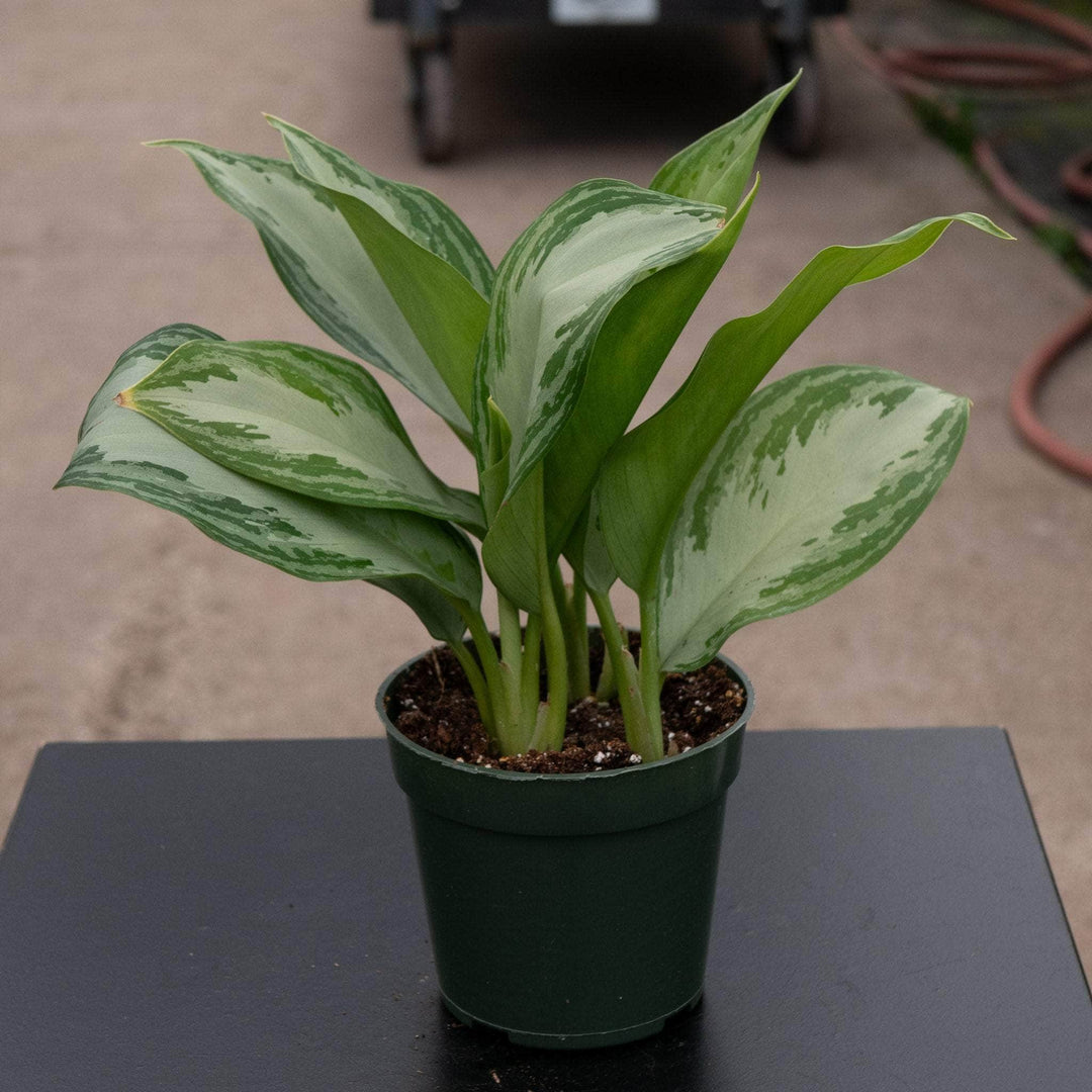 aglaonema nitidum silver bay Aglaonema 'Silver Bay'