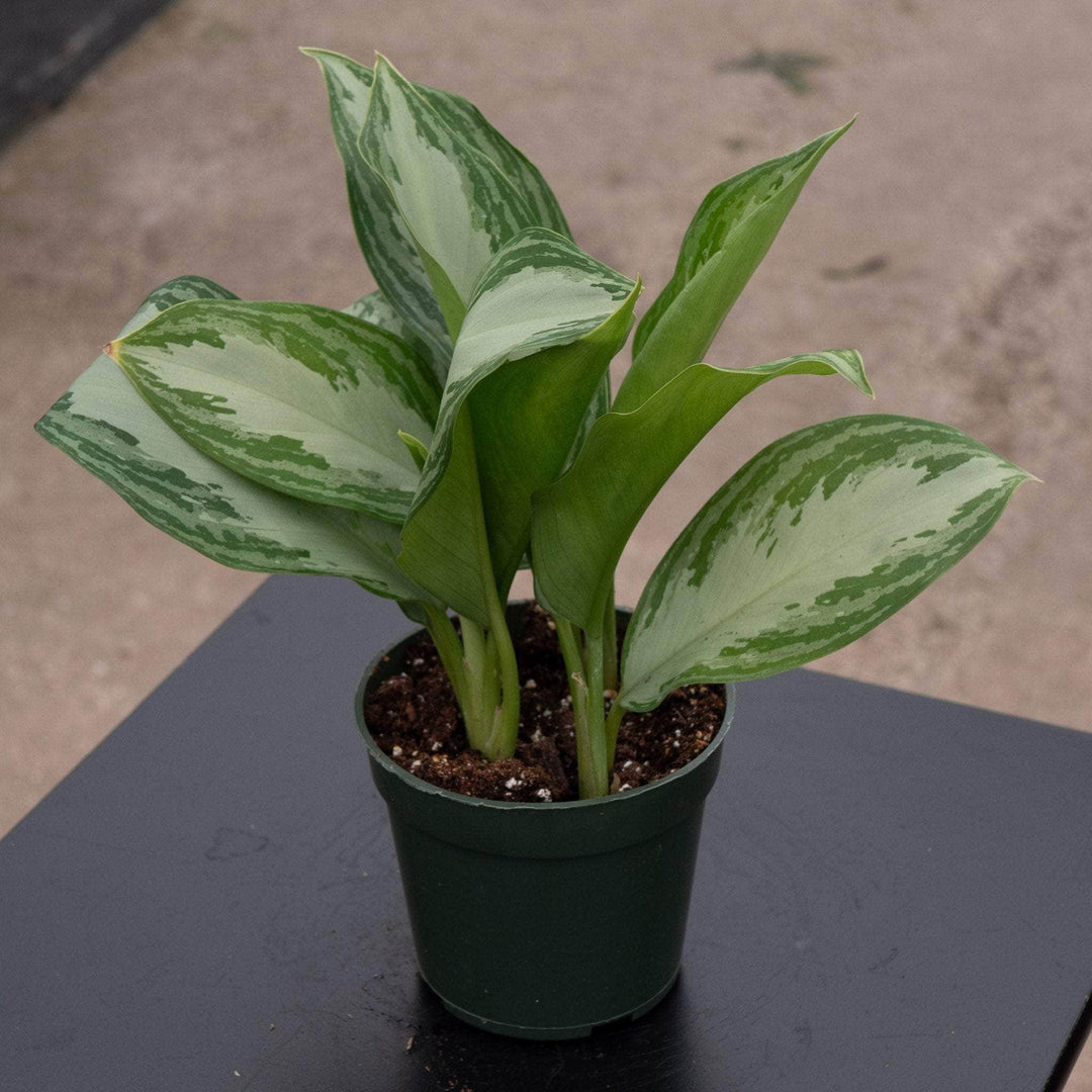aglaonema commutatum silver queen Aglaonema 'Silver Bay'
