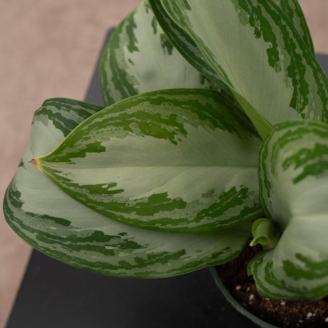 aglaonema sterling silver Aglaonema 'Silver Bay'