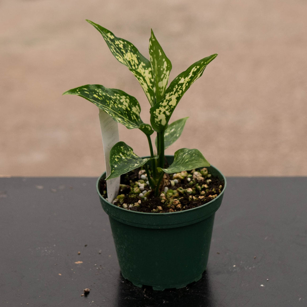 Gabriella Plants Aglaonema 4" Aglaonema 'Snow White'