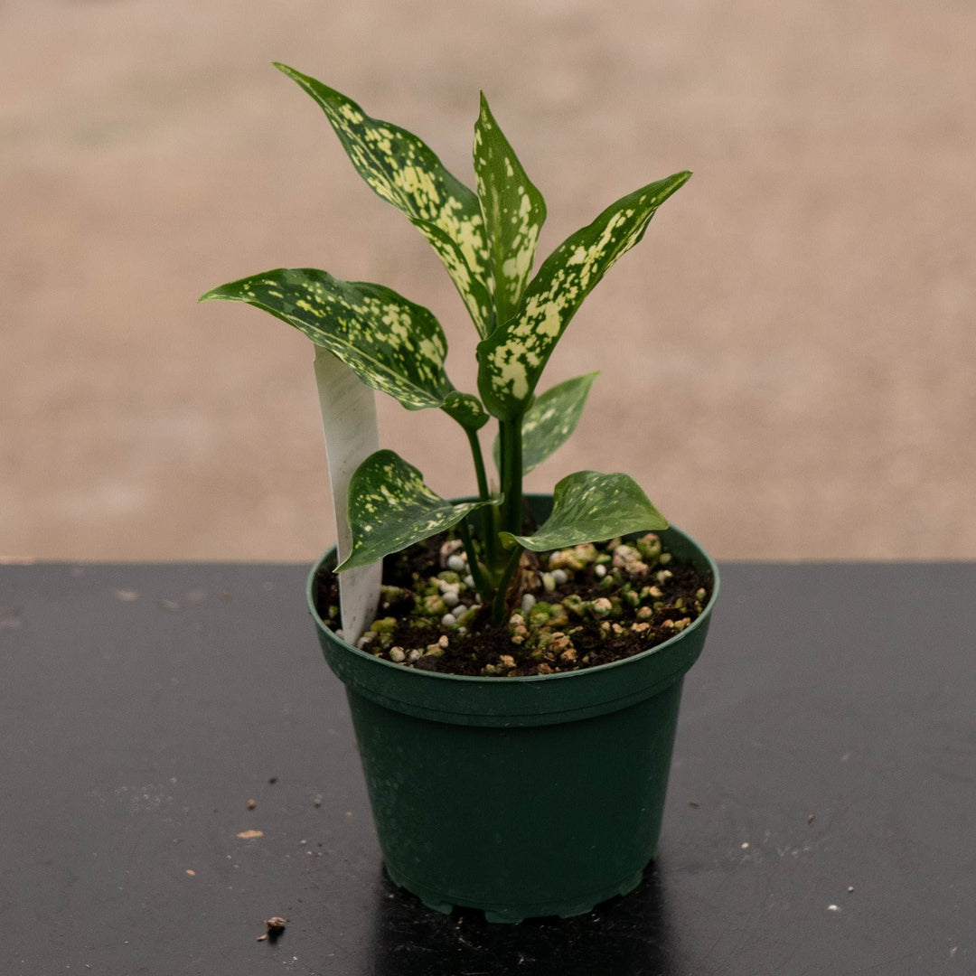 Gabriella Plants Aglaonema 4" Aglaonema &
