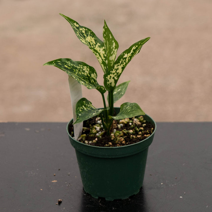 Gabriella Plants Aglaonema 4" Aglaonema &