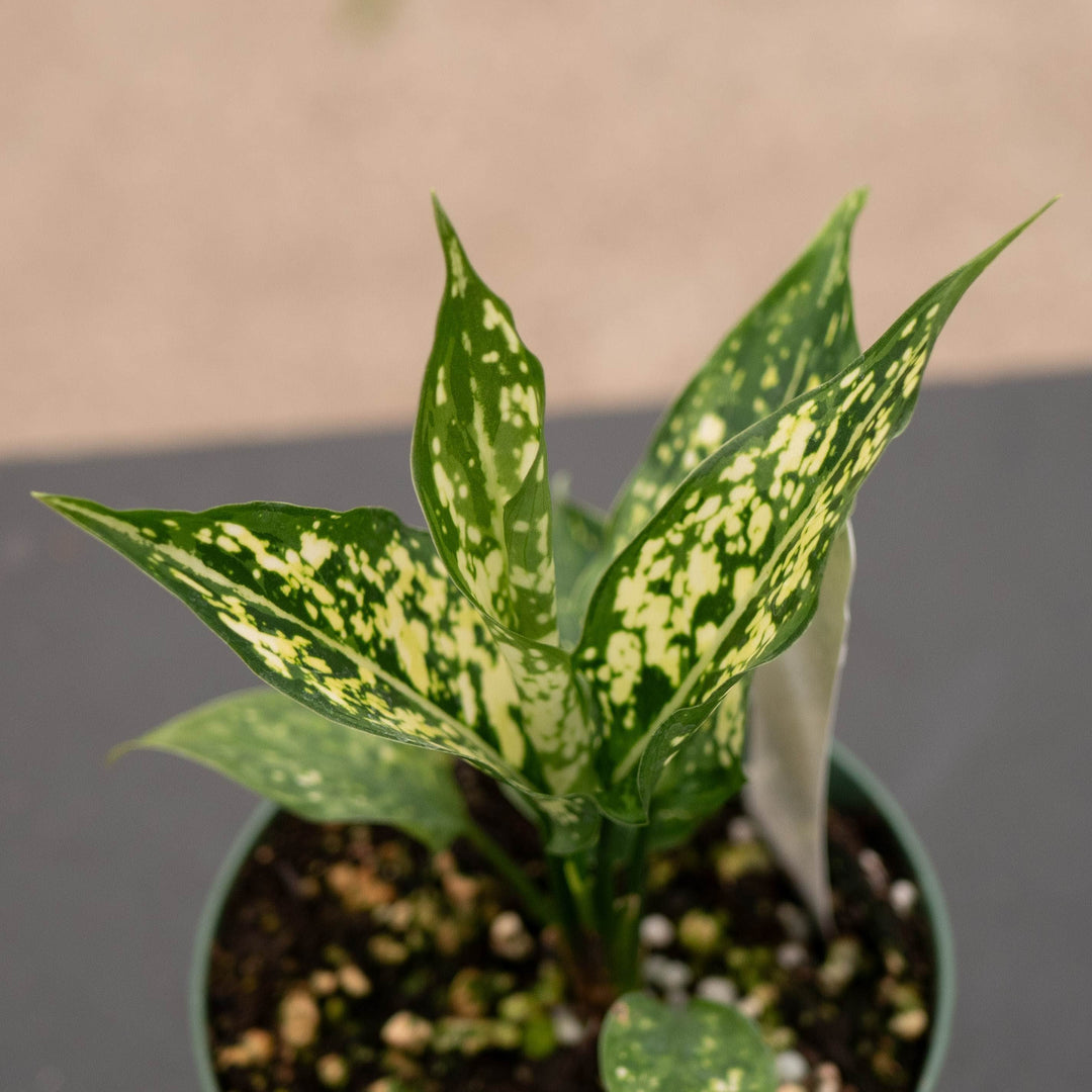 Gabriella Plants Aglaonema 4" Aglaonema &