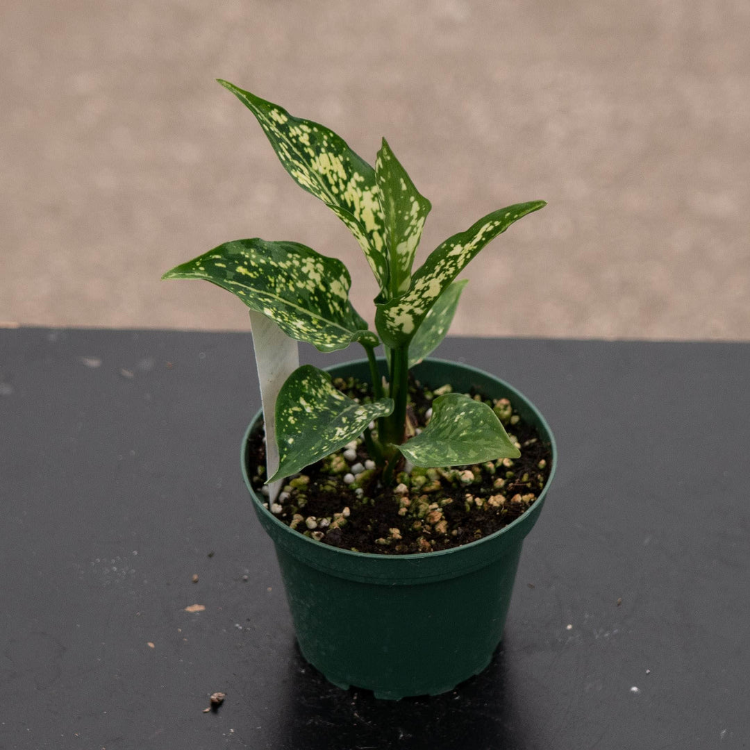 Gabriella Plants Aglaonema 4" Aglaonema &