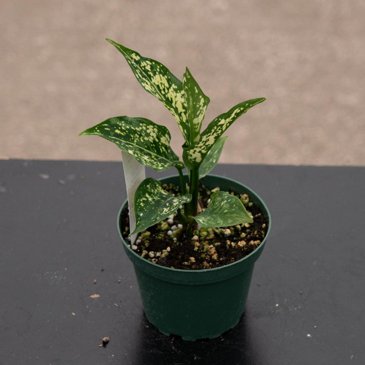 Gabriella Plants Aglaonema 4" Aglaonema &