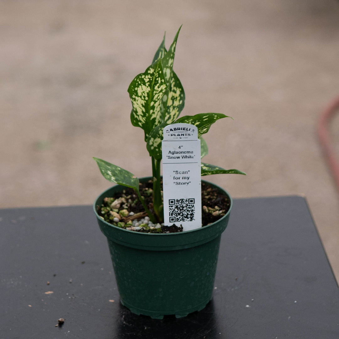 Gabriella Plants Aglaonema 4" Aglaonema 'Snow White'