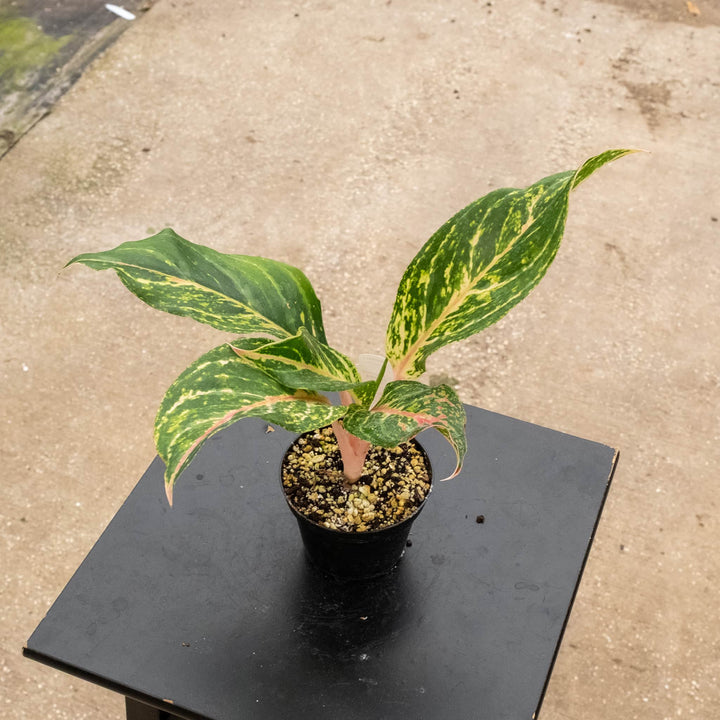 Gabriella Plants Aglaonema 4" Aglaonema &
