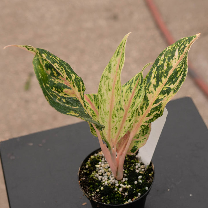 Gabriella Plants Aglaonema 4" Aglaonema &