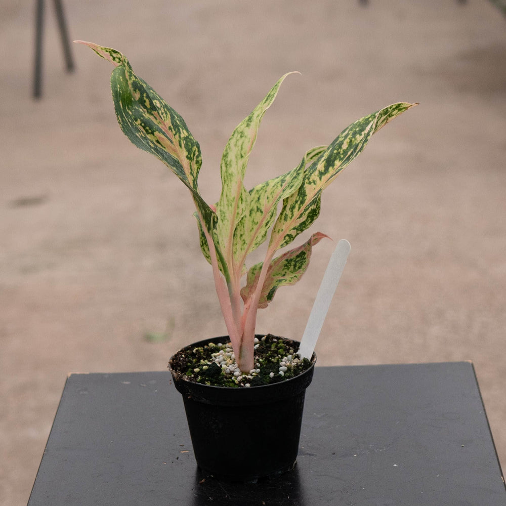 Gabriella Plants Aglaonema 4" Aglaonema 'Sparkling Sarah'