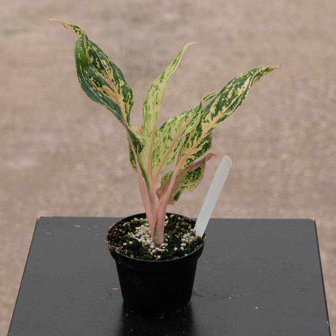 Gabriella Plants Aglaonema 4" Aglaonema 'Sparkling Sarah'