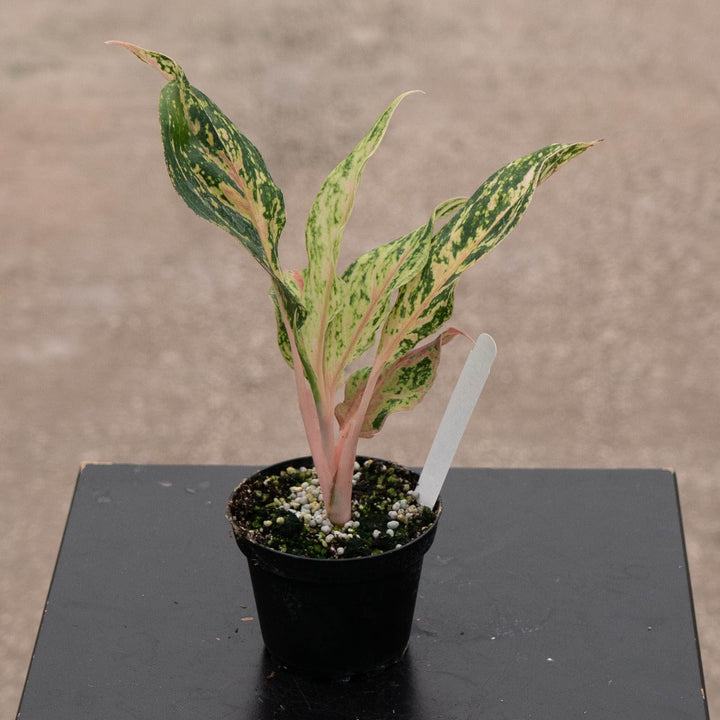 Gabriella Plants Aglaonema 4" Aglaonema &