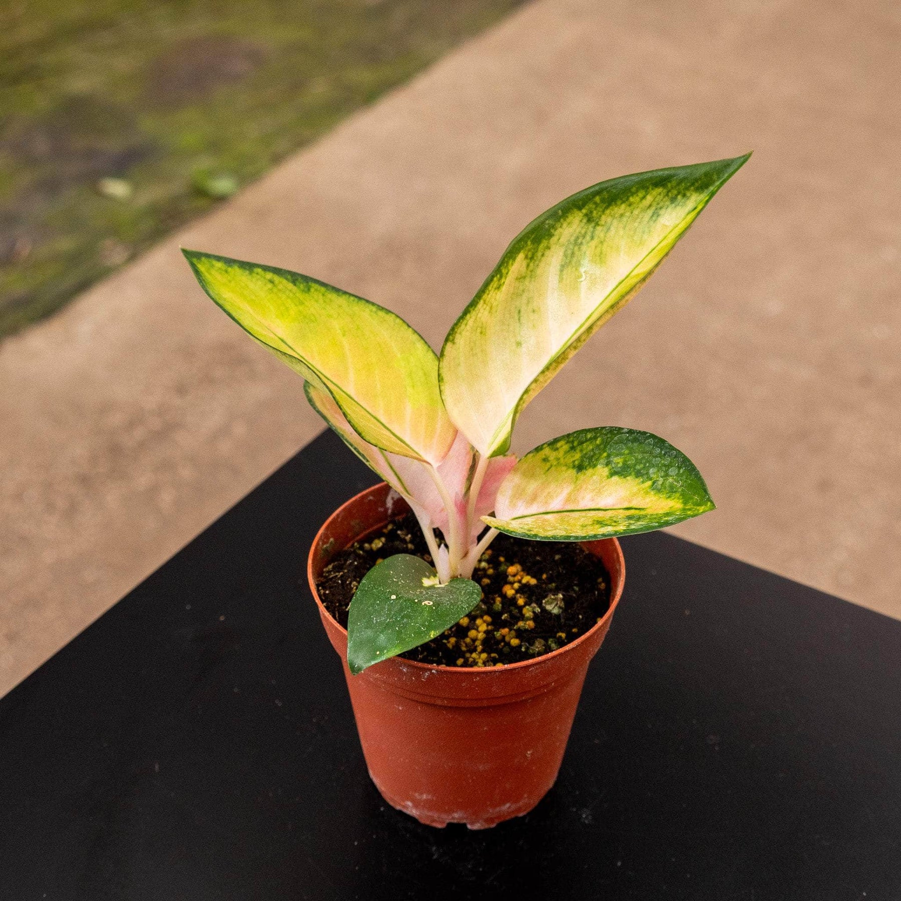 aglaonema somblat Aglaonema 'Spitfire'