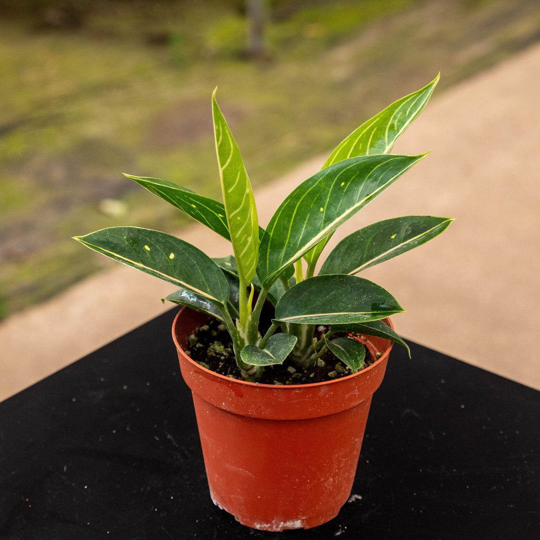 aglaonema sun star Aglaonema 'Stars'