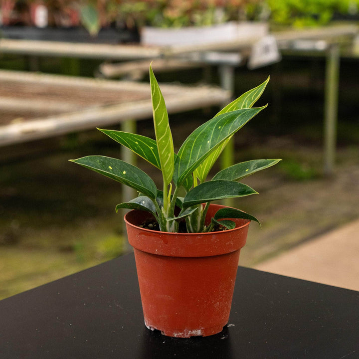 Gabriella Plants Aglaonema 4" Aglaonema 'Stars'