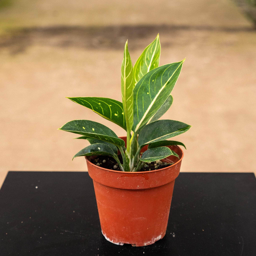 aglaonema spotted star Aglaonema 'Stars'
