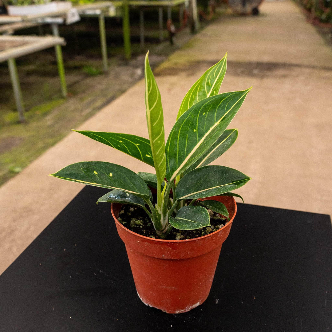 Gabriella Plants Aglaonema 4" Aglaonema 'Stars'