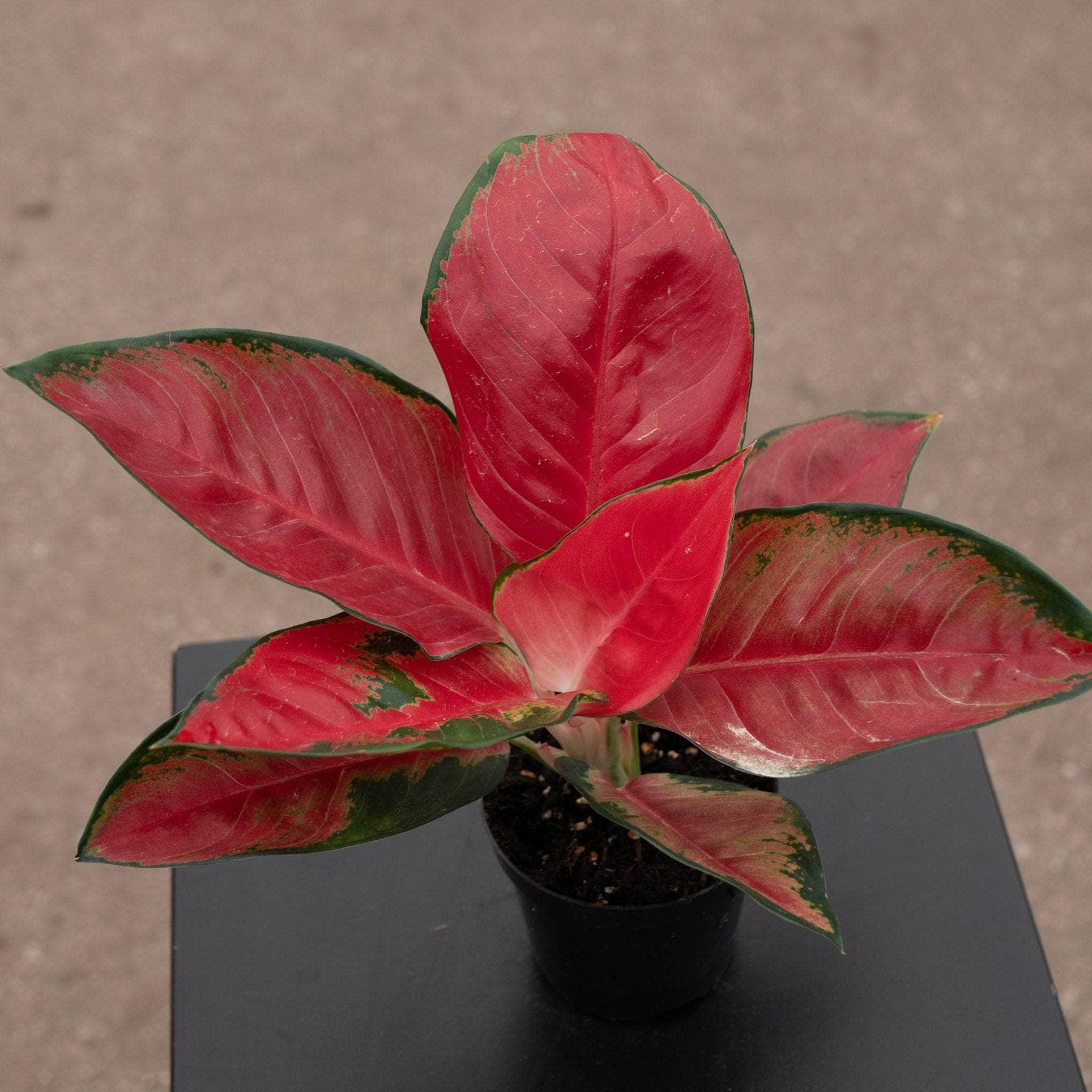 aglaonema suksom jaipong care Aglaonema 'Suksom Jaipong'