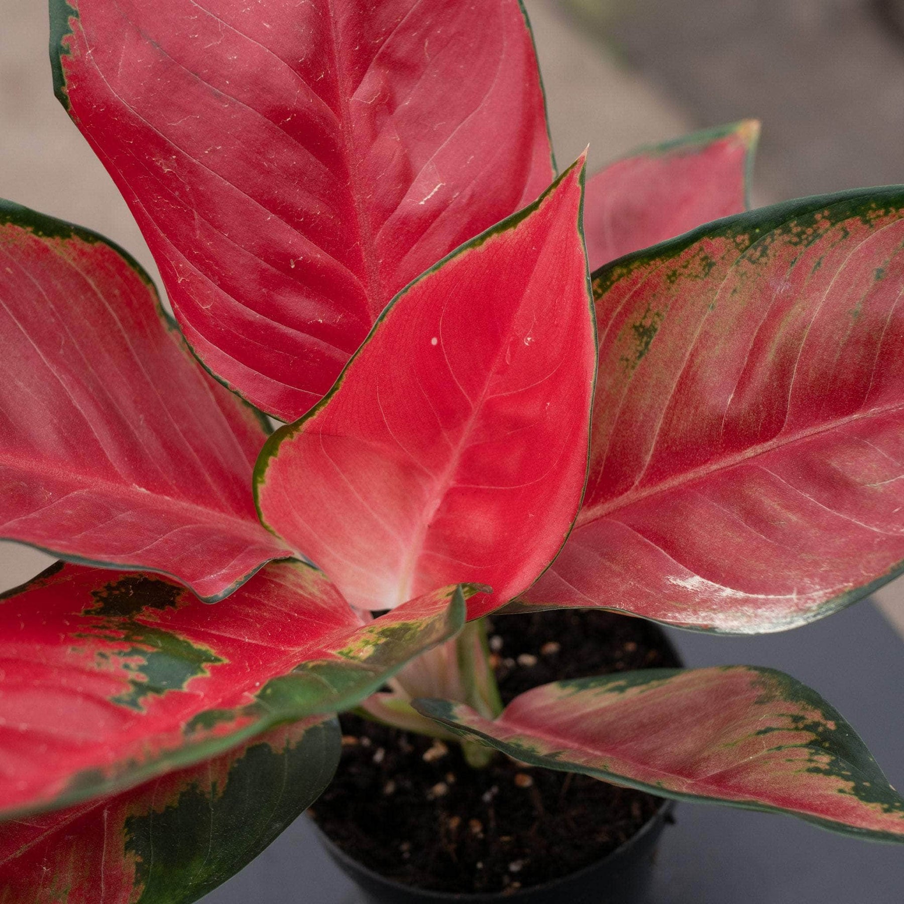 aglaonema suksom jaipong Aglaonema 'Suksom Jaipong'