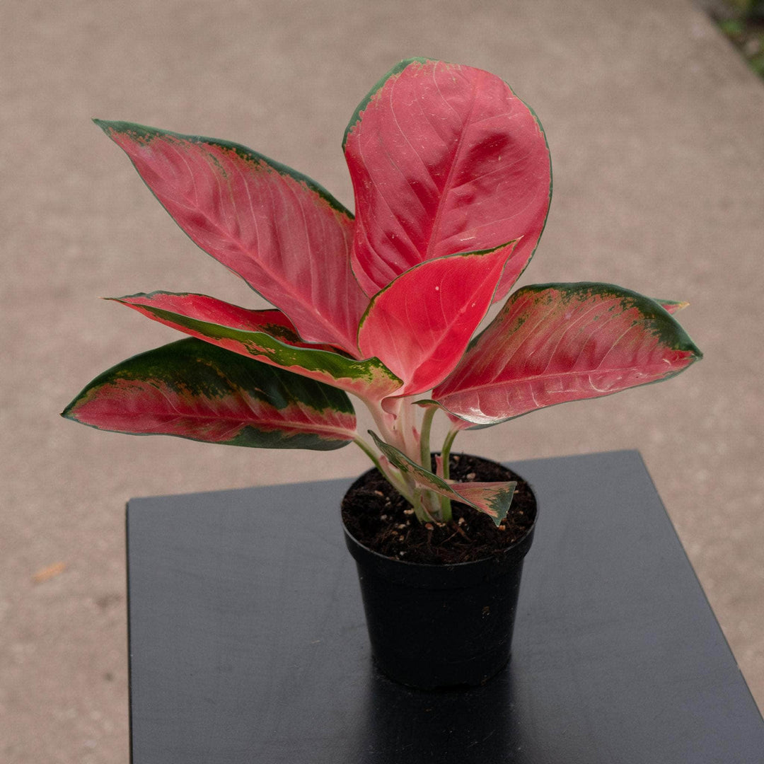 aglaonema suksom jaipong variegated with green common name Aglaonema 'Suksom Jaipong'