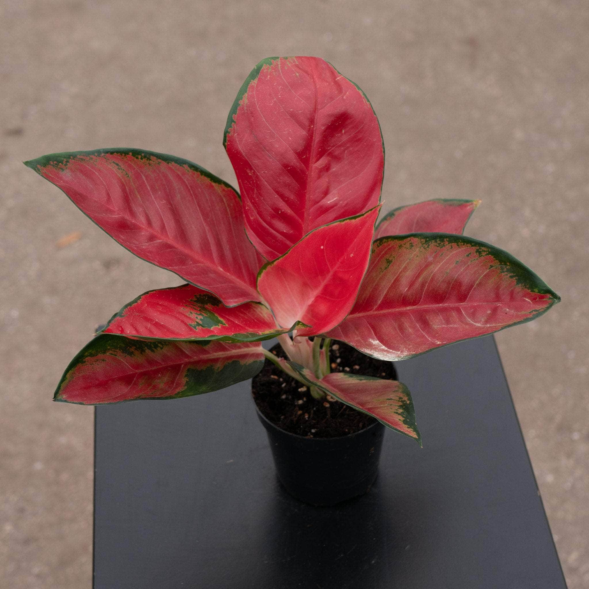 aglaonema somblat Aglaonema 'Suksom Jaipong'