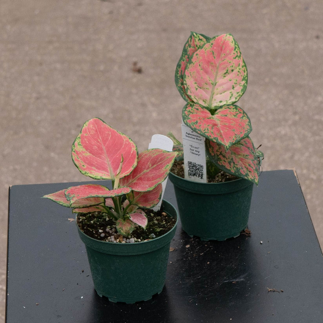 Gabriella Plants Aglaonema 4" Aglaonema &