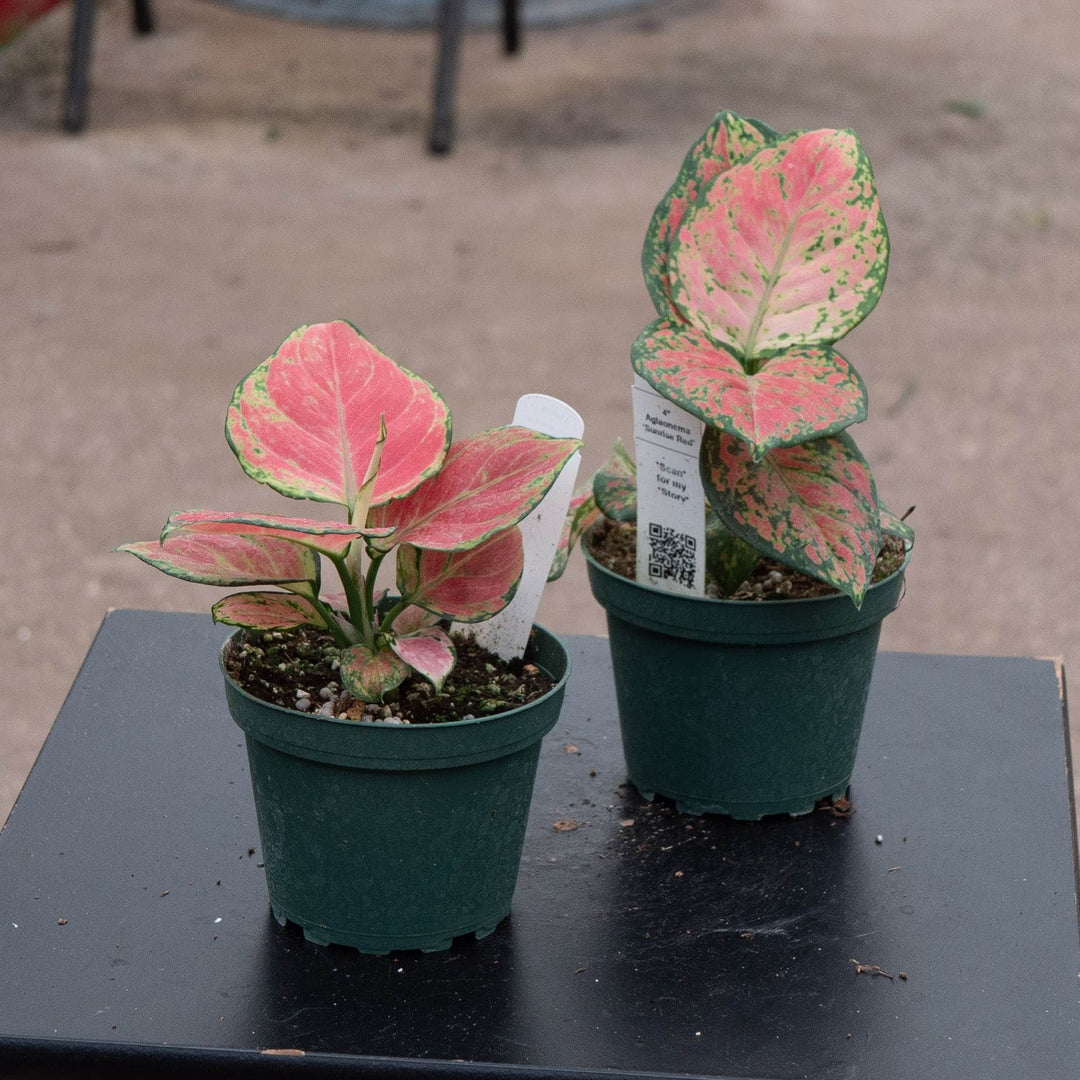 Gabriella Plants Aglaonema 4" Aglaonema &