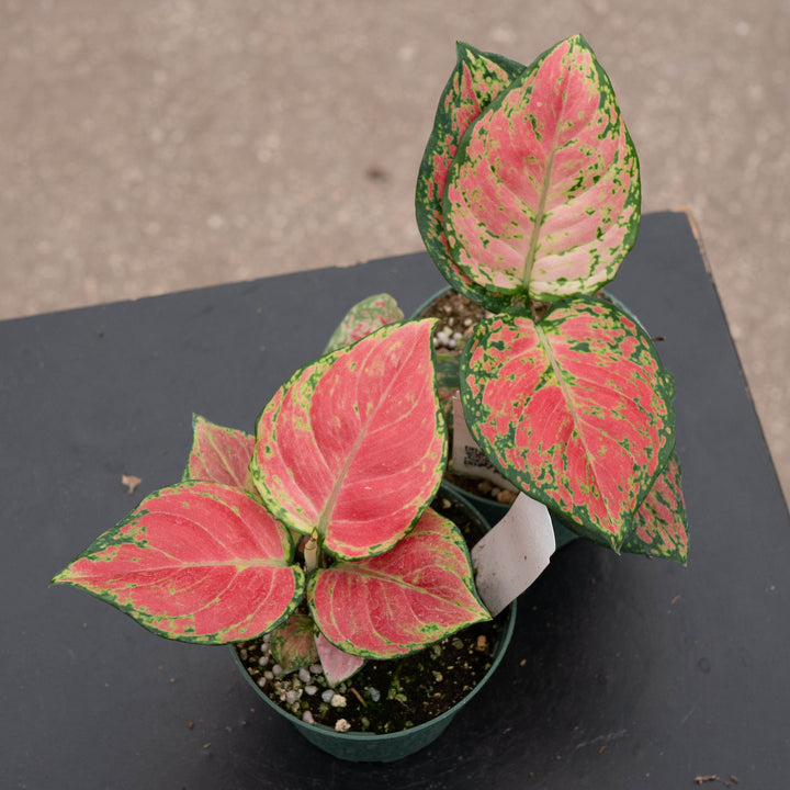 Gabriella Plants Aglaonema 4" Aglaonema &
