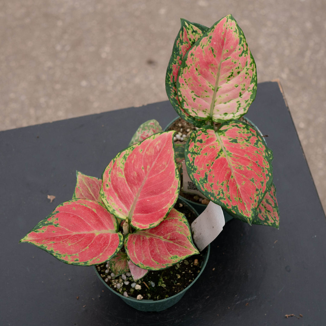 Gabriella Plants Aglaonema 4" Aglaonema &